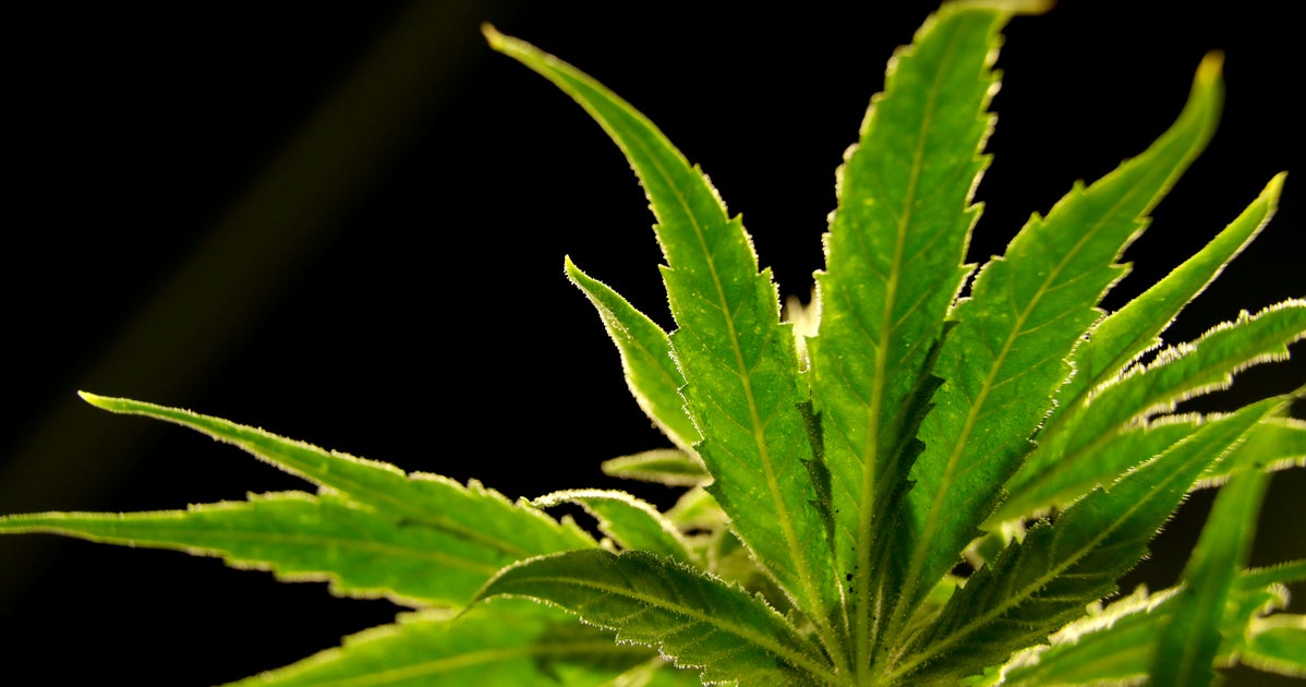NextImg:Major Policy Decision On Marijuana Won't Come Until After Presidential Election