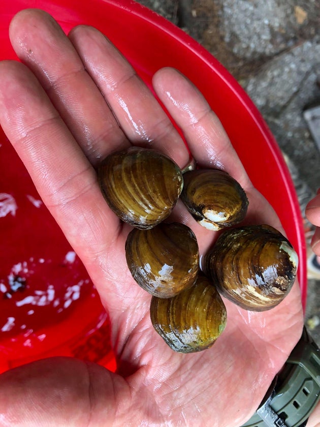 People Are Just Realising How Mussels Are Harvested, And It Feels Like Sci-Fi