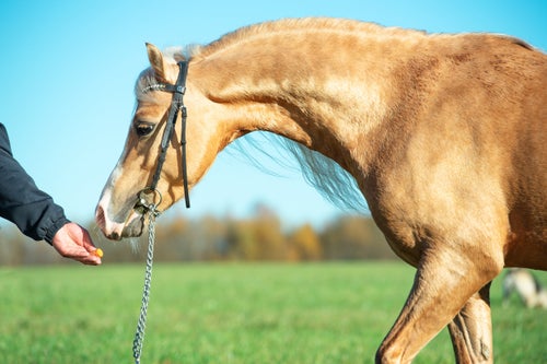 The antibiotic monensin is toxic to horses, but is used as a feed ingredient for other livestock, including cattle, sheep, goats and chickens.