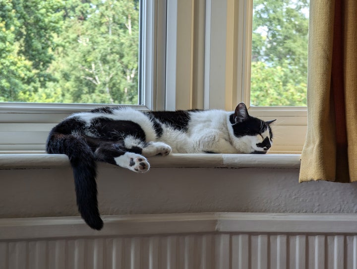 Black and white cat sleeping on a window sill