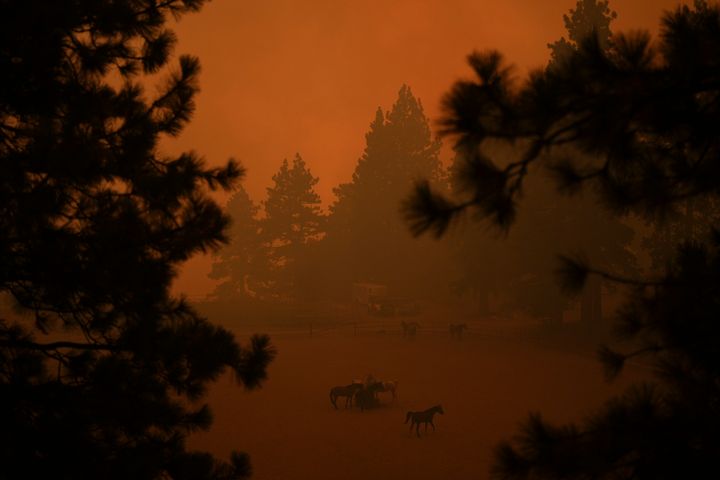 Pferde versammeln sich in einer Scheune, während am 7. September 2024 in Running Springs, Kalifornien, der Rauch des Lane Fire die Luft erfüllt.