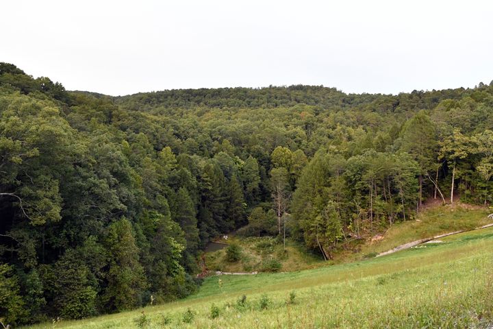 Trees stand in wooded areas along Interstate 75 near Livingston, Kentucky, on Sunday, Sept. 8, 2024, as police search for a suspect in a shooting along the interstate.