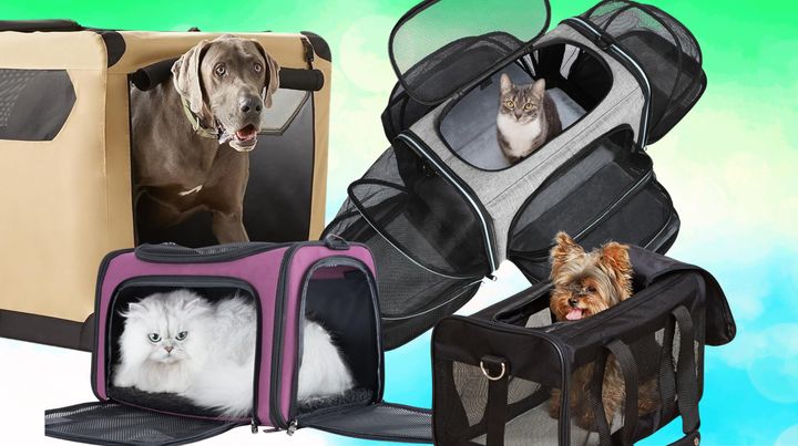 Some of the best pet carriers the internet has to offer.