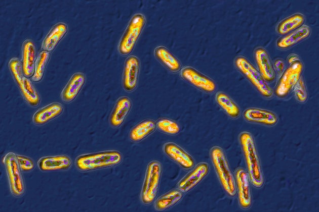 Το Clostridium difficile, ένα βακτήριο που προκαλεί διάρροια, ήταν μεταξύ των παθογόνων μικροοργανισμών που βρέθηκαν στα αιωρούμενα σωματίδια σκόνης. Φωτ: Φωτογραφία: BSIP/Universal Images Group/Getty Images