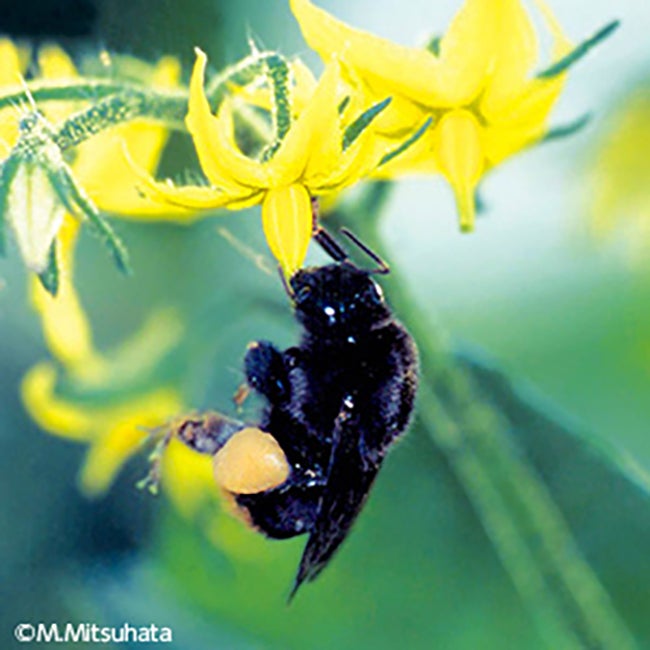 クロマルハナバチ