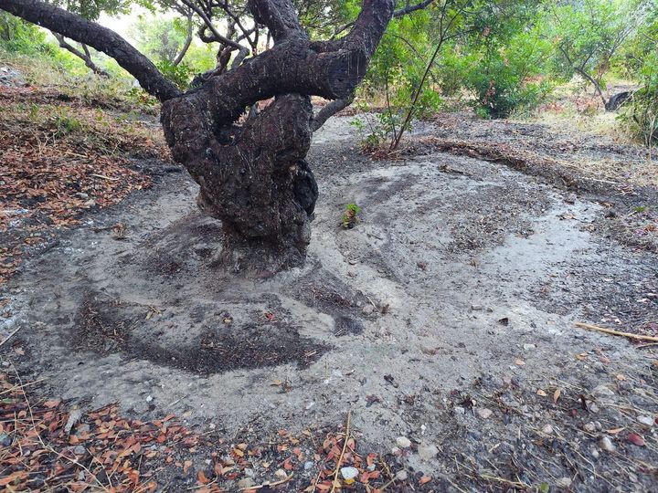 Ολική καταστροφή στη μαστιχοκαλλιέργεια – Μετρούν τις πληγές από την ΑΤΕΝΑ οι μαστιχοπαραγωγοί