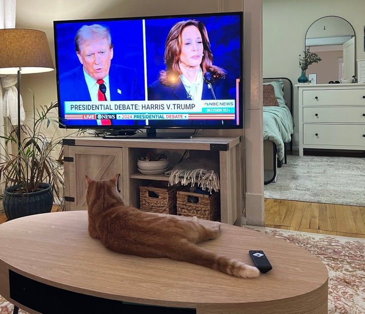 Reached for comment about Tuesday's debate, this D.C.-area cat declined to answer.