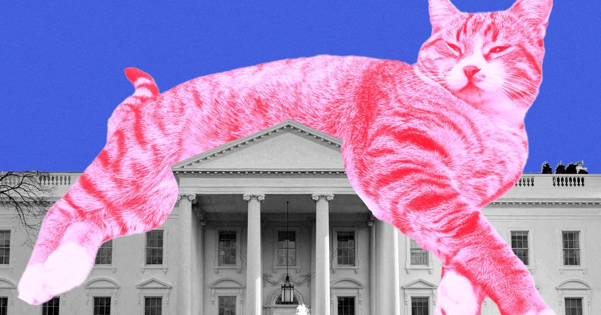 The 2024 Election Is All About Cats Right Meow