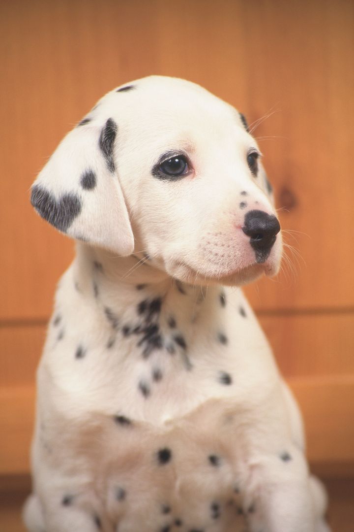 イメージ画像（記事中の犬とは関係がありません）