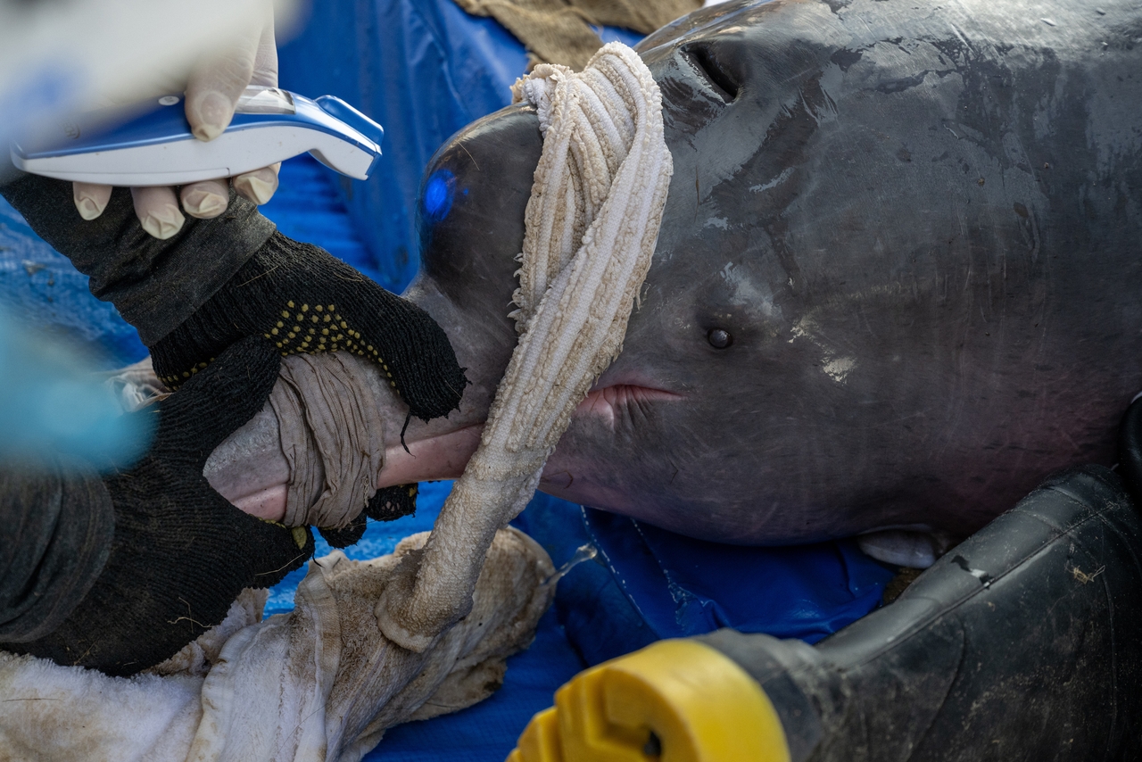 A dolphin expert working with Mamirauá Institute uses a digital thermometer to check a pink river dolphin's temperature on the banks of a tributary to Lake Tefé on Aug. 19, 2024.