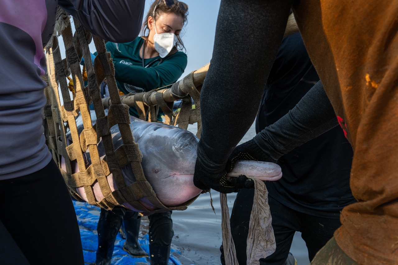 Biologists, veterinarians and field technicians working with the Mamirauá Institute return a pink river dolphin to a tributary of Lake Tefé after a health examination. The team conducted health assessments to gauge the health of Lake Tefé's population of the endangered dolphins over two weeks in August before a drought sent water levels plunging to what hydrologists are predicting may be new record lows.