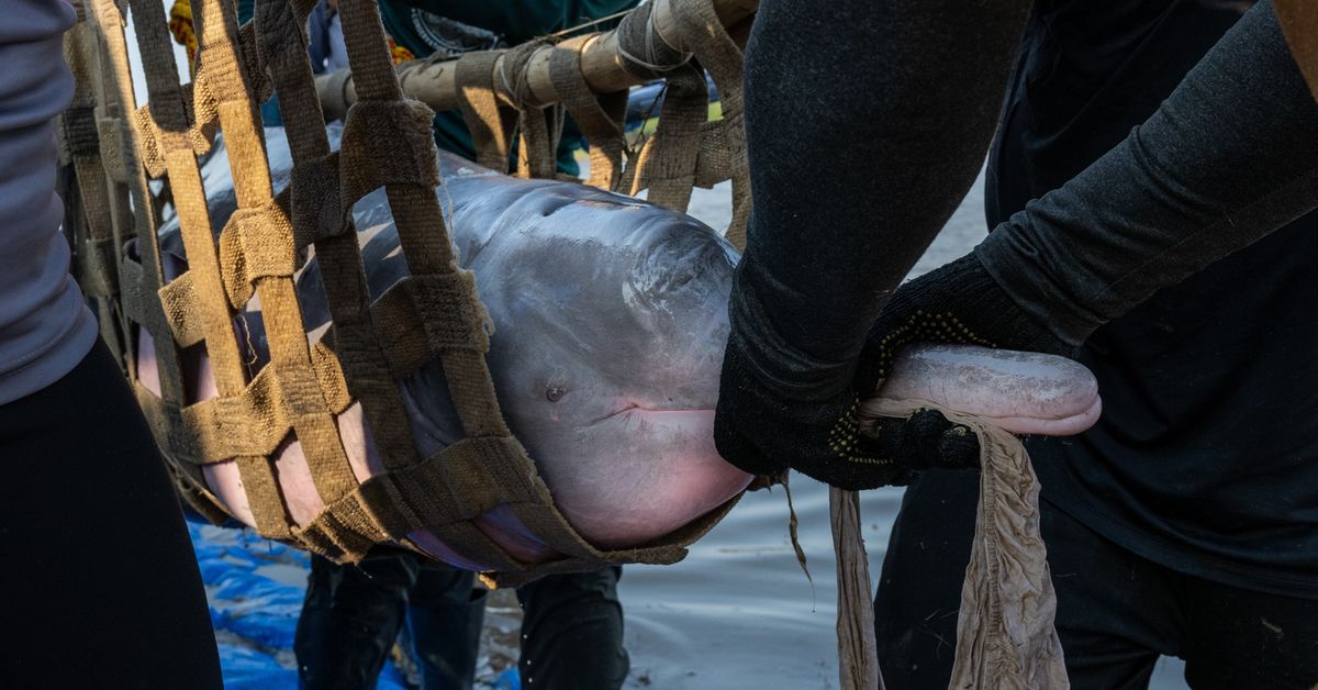 Amazon River Dolphins Are Facing Mass Die-Offs In Brazil