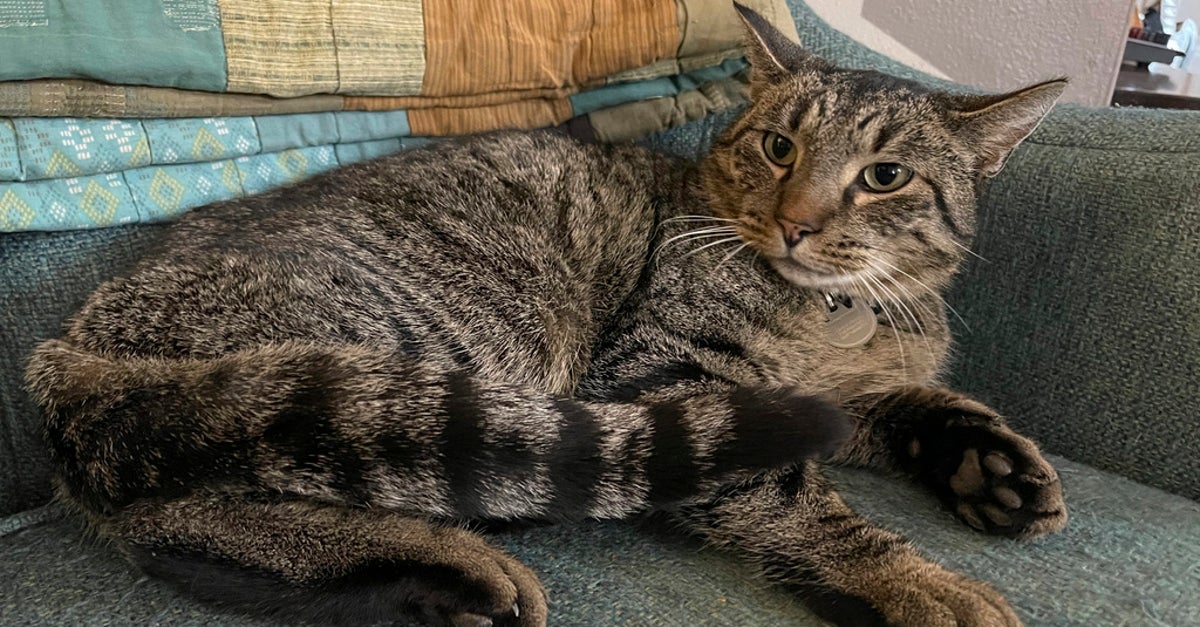 NextImg:Minnesota Cat Survives Being Trapped In A Sewer For Nearly 8 Weeks