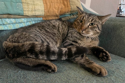 Drifter, a three-year-old tabby cat, was rescued from a sewer in Duluth, Minnesota on Sept. 10, 2024, after being lost for nearly eight weeks.