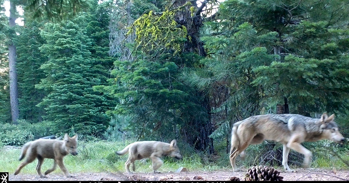 NextImg:Biden Administration Is Trying To Eliminate Protections For Gray Wolves