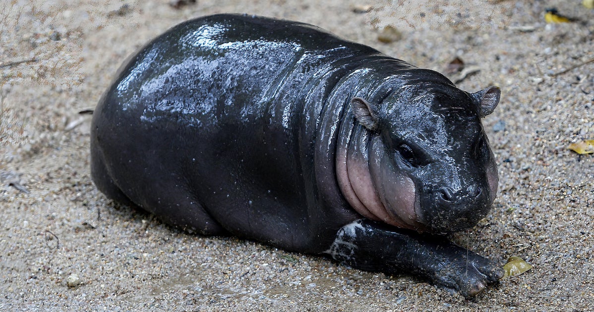 NextImg:A Baby Hippo Is Taking The World By Storm — But Not Everyone Is Being Nice To Her