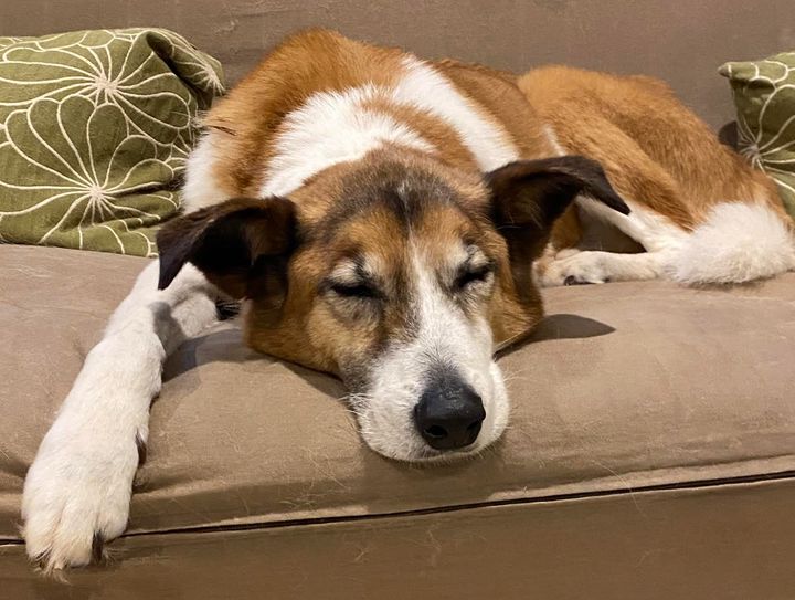 Chase sleeping on the futon in the author's office in 2024.