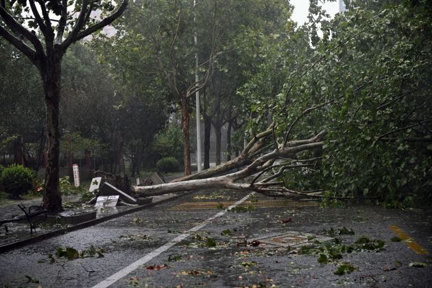 ΣΑΝΓΚΑΪ, ΚΙΝΑ - 16 ΣΕΠΤΕΜΒΡΙΟΥ 2024 - Πεσμένα δέντρα φαίνονται μετά τον τυφώνα Bebinca στη Σαγκάη της Κίνας, στις 16 Σεπτεμβρίου 2024. (Η πίστωση της φωτογραφίας πρέπει να είναι CFOTO/Future Publishing μέσω Getty Images)