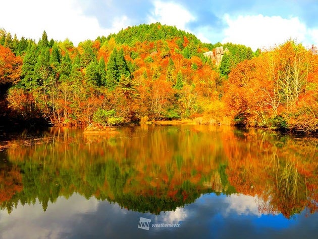 裏耶馬溪 紅葉見頃時の様子