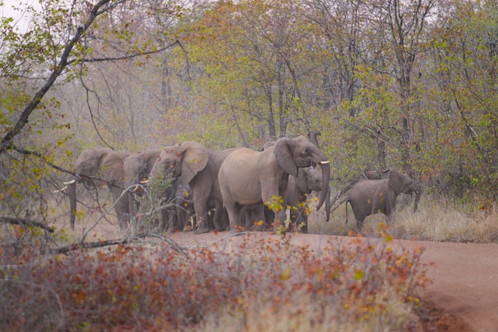 Elephants are visible on a road leading to a school on the periphery of the Save Valley Conservancy, Zimbabwe on Thursday, July 11, 2024. (AP Photo/Tsvangirayi Mukwazhi)