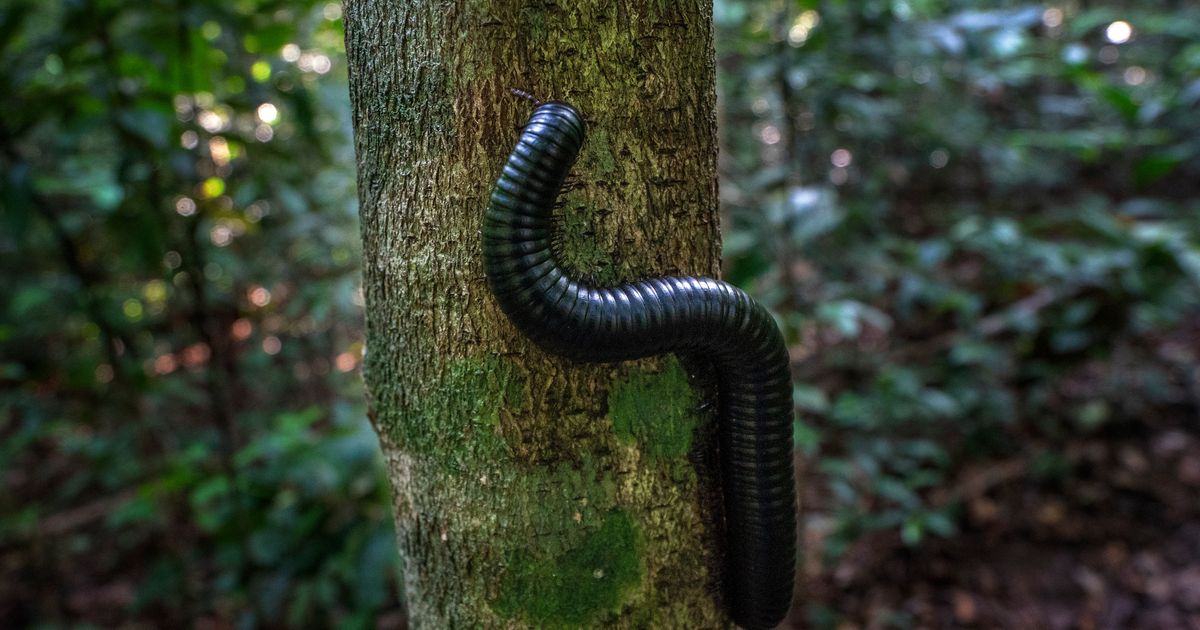 I Just Found Out Millipedes Aren’t Insects, And I Can’t Believe Their Relatives