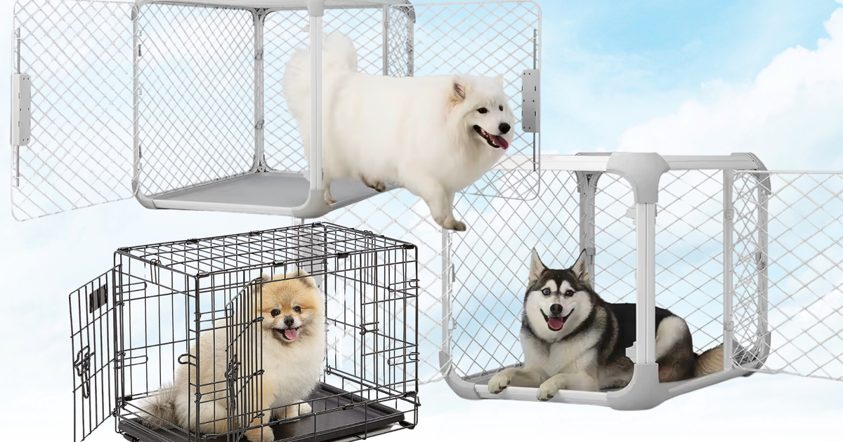NextImg:This Pet Item Gives Dogs A Sense Of Comfort And Security — And A Vet Says You Need One