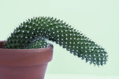 Making a few tweaks to your lifestyle could vastly improve your erectile health.