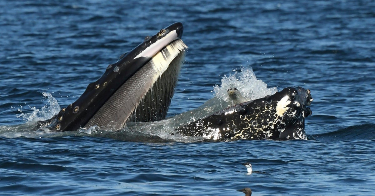Seal Photographed In The Mouth Of A Humpback Whale
