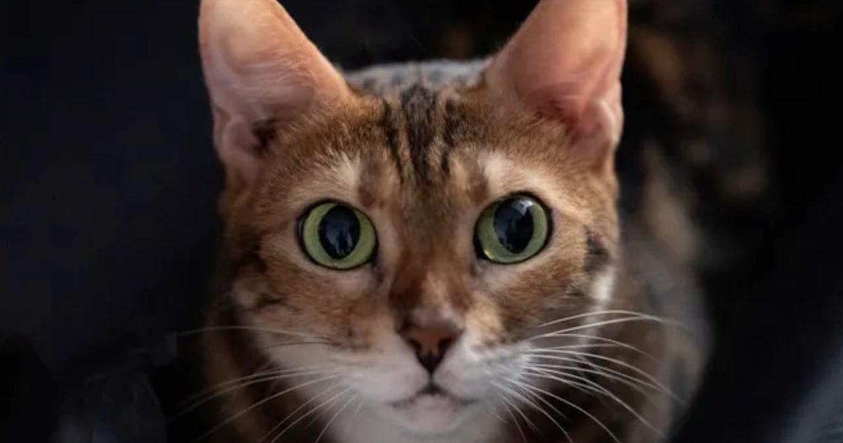 猫もキャッチボールが好きだが、猫の都合でのみ