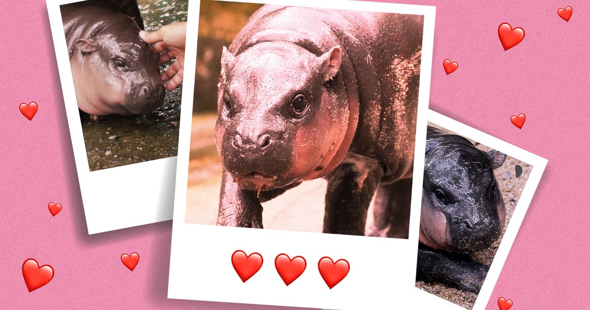 There’s A Scientific Reason We’re Obsessed With Moo Deng, The Viral Baby Hippo