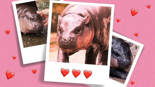 We are biologically programmed to want to connect with a baby animal like Moo Deng. 