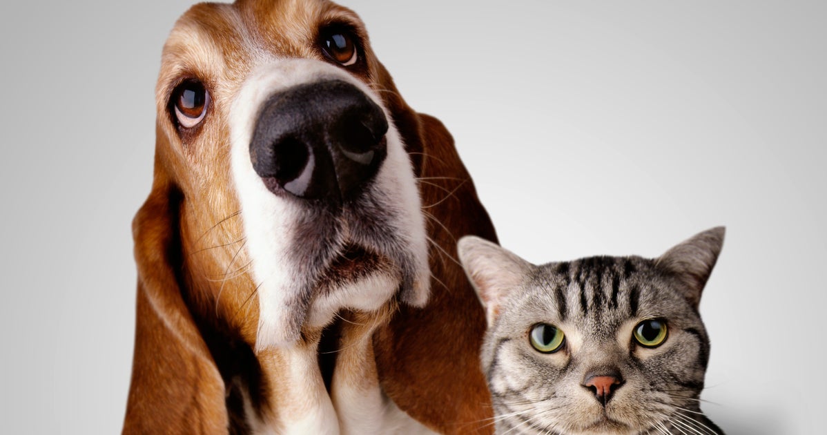 NextImg:This Seemingly Silly Luxury Is Actually Important For Your Pet's Health