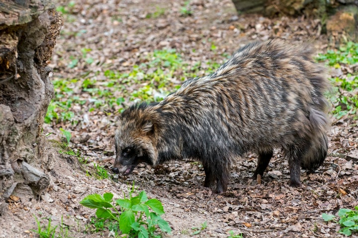 Τα racoon dogs συναντώνται στην Ανατολική Ασία και είναι στενός συγγενής των αλεπούδων.