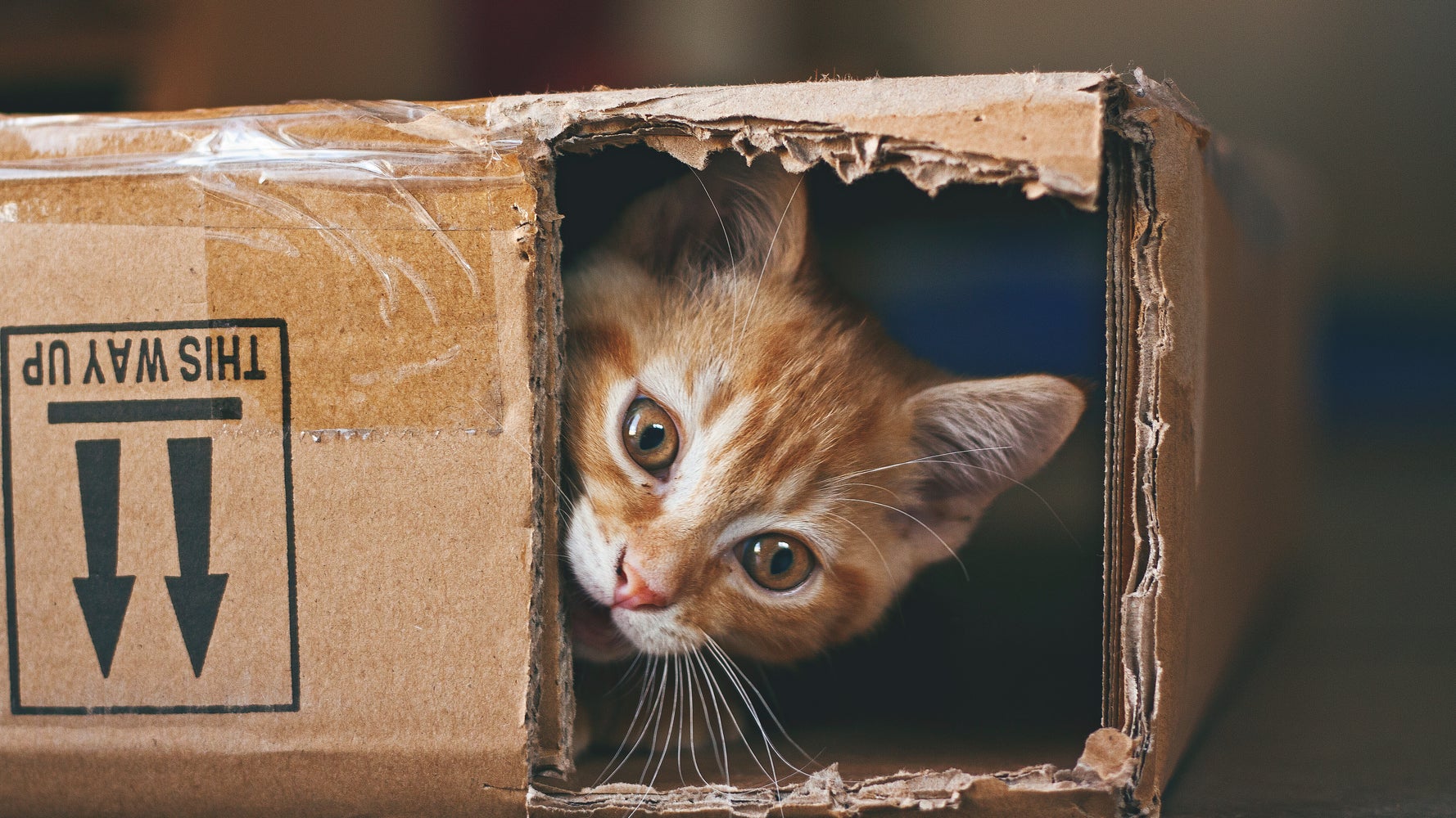 Cat obsessed with toy best sale