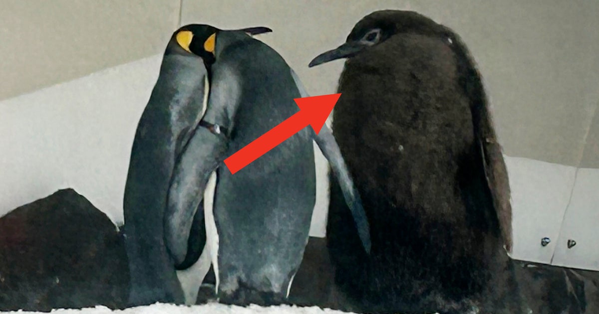 NextImg:Absolutely Massive Penguin Chick Named Pesto Wins Fans And Admirers Worldwide