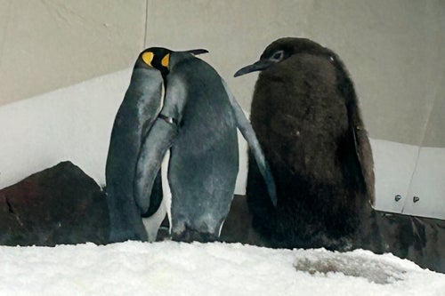 Pesto, right, a huge king penguin chick who weighs as much as both his parents combined, mingles in his enclosure at Sea Life Melbourne Aquarium, Friday, Sept. 20, 2024, and has become a social media celebrity and a star attraction at the aquarium.