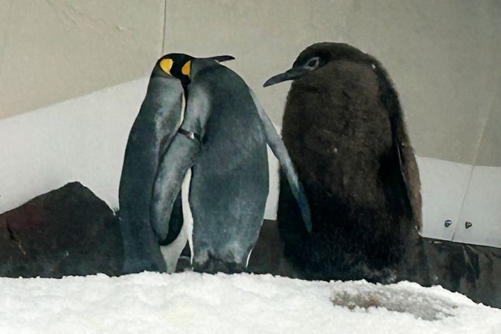 Pesto, right, a massive king penguin chick that weighs as much as his two parents combined, mingles in his enclosure at Sea Life Melbourne Aquarium on Friday, September 20, 2024, and has become a social media celebrity and star attraction at the aquarium.