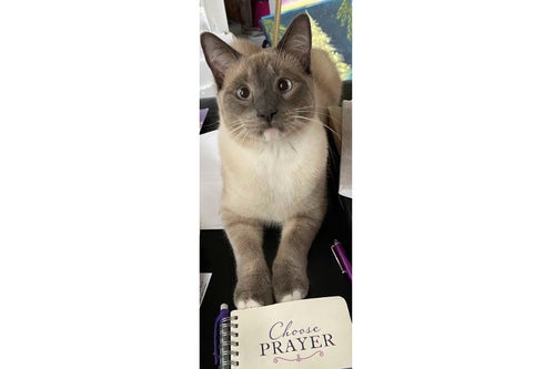 This photograph provided by Susanne Anguiano shows her cat Rayne Beau sitting in Dec. 2022, in Salinas, Calif. During a road trip to Yellowstone National Park, Rayne Beau ran away from Anguiano's camper and his owners were unable to find him.