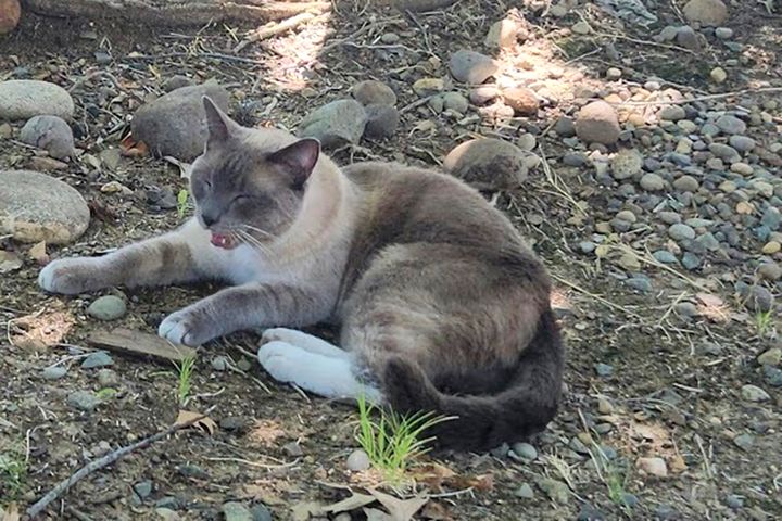 In this photograph provided by Alexandra Betts, the cat, Rayne Beau, is seen eating food provide by Betts in Roseville, Calif., in Aug. 2024.