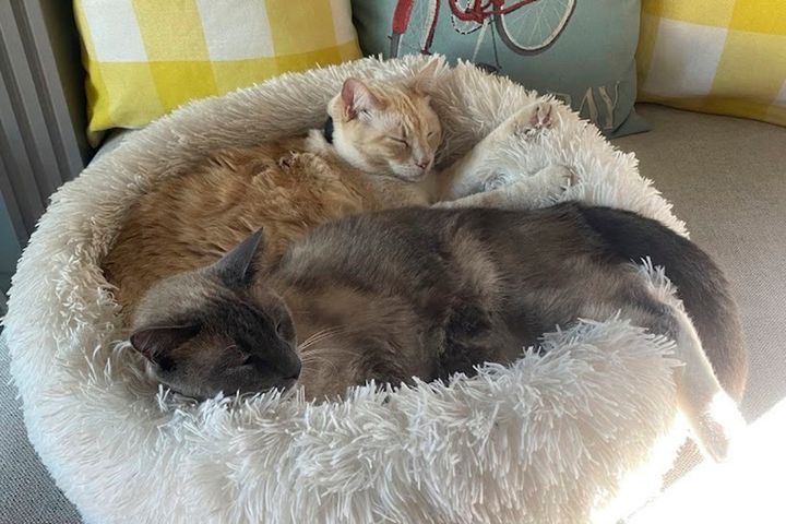 This photograph provided by Susanne Anguiano shows her cats Rayne Beau and Starr Jasmyn snuggling in Salinas, Calif., Sept. 10, 2024.