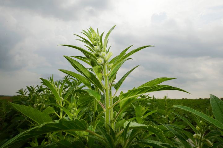 A sesame plant.