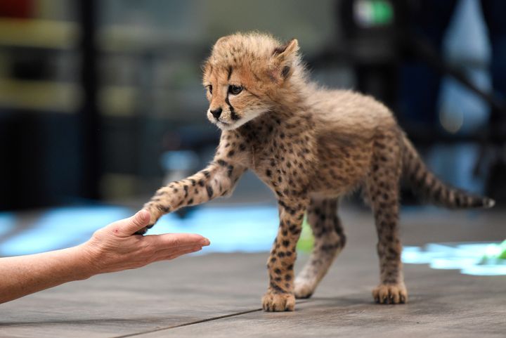 Ένα μικρό τσιτάχ εμφανίζεται στην εκπομπή «Big Cat Week» του Nat Geo Wild στο National Geographic Channel στα AOL Studios, τη Δευτέρα 20 Φεβρουαρίου 2017, στη Νέα Υόρκη. (Photo by Evan Agostini/Invision/AP)