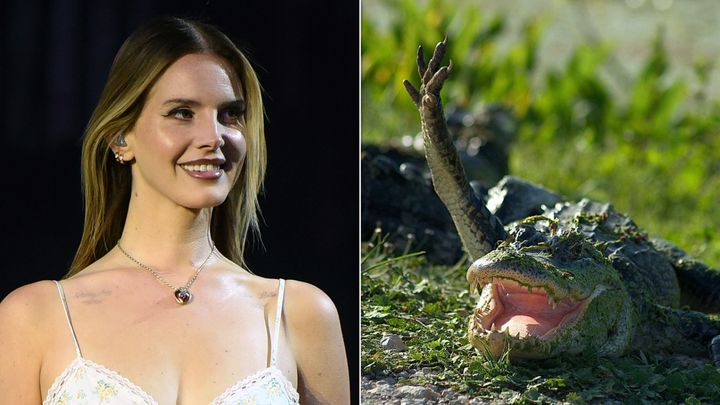 Since there are very few photos of Jeremy Dufrene online, here's a shot of an alligator giving Del Rey a congratulatory high-five.