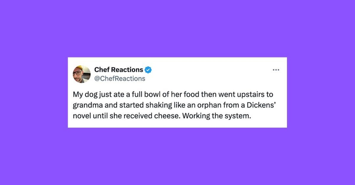 NextImg:22 Of The Funniest Tweets About Cats And Dogs This Week