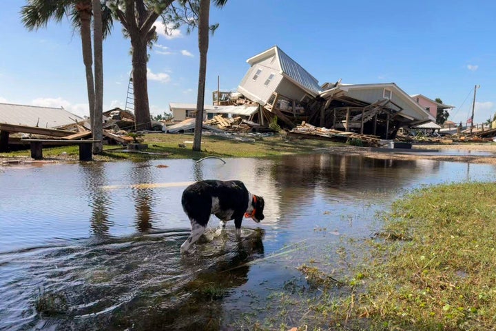 A dog wades through floodwaters near collapsed homes in Dekle Beach on the coast of rural Taylor County, Fla., Friday, Sept. 27, 2024. (AP Photo/Kate Payne)