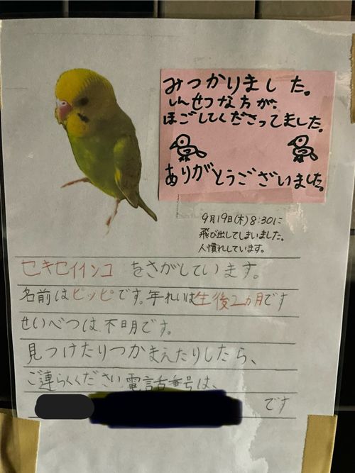 インコ 迷子 ポスター