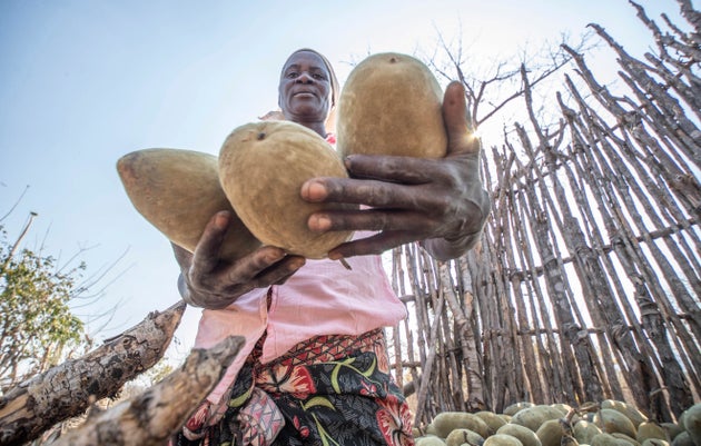 Οι καρποί μπαομπαμ σε πρώτο πλάνο, Μουζντί, Ζιμπάμπουε 22 Αυγούστου 2024