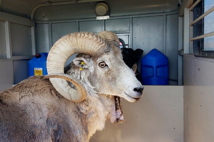 This undated handout photo provided by the Montana Fish Wildlife and Parks shows a sheep nicknamed Montana Mountain King that was part of unlawful scheme to create large, hybrid species of wild sheep for sale to hunting preserves in Texas.