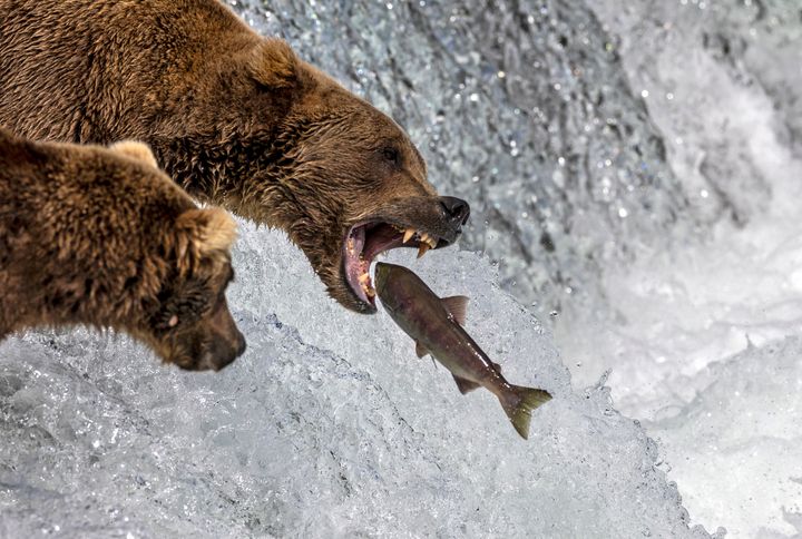 An unidentified brown bear catches a sockeye salmon in mid-flight while gorging on fish in Alaska's Katmai National Park and Preserve last August. The park's annual Big Bear Week was pushed back a day after a grisly bear killing Monday.