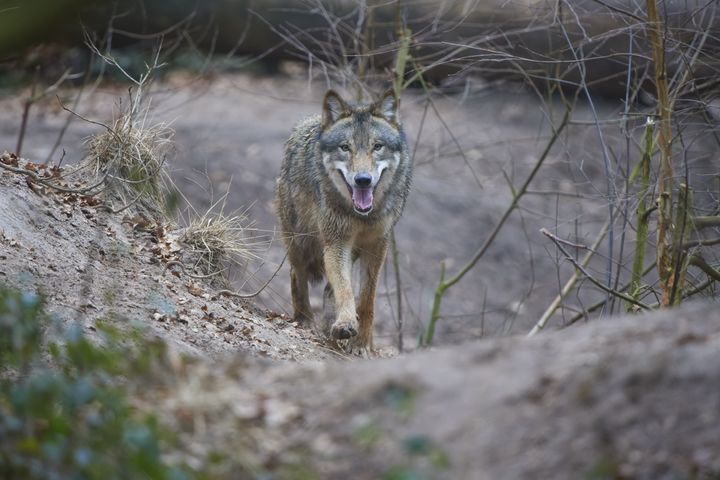 Χαλκιδική: Αναστάτωση από την εμφάνιση λύκων - Επιτίθενται σε σκυλιά και τα σκοτώνουν (Φωτογραφία Αρχείου)